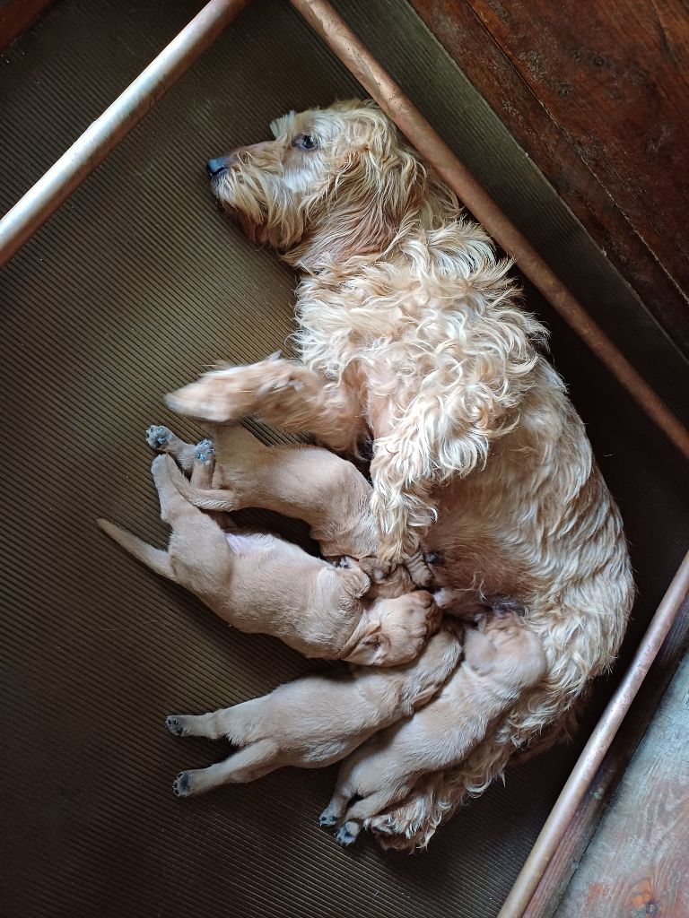 du Rallye Terre Courage - Chiots disponibles