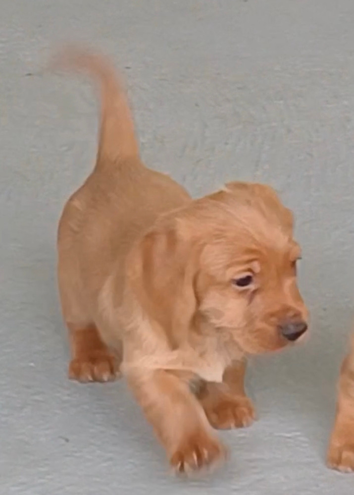 du Rallye Terre Courage - Chiot mâle disponible